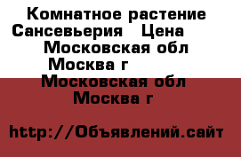 Комнатное растение Сансевьерия › Цена ­ 120 - Московская обл., Москва г.  »    . Московская обл.,Москва г.